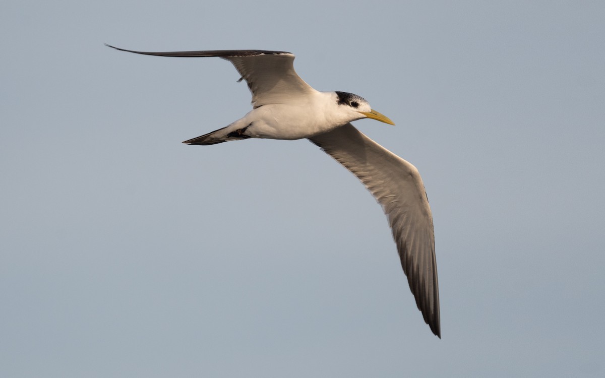 Great Crested Tern - ML548935691