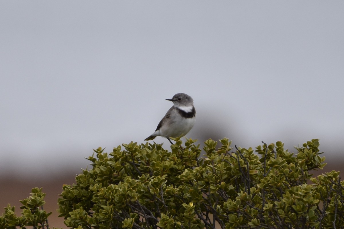 White-fronted Chat - ML548937441