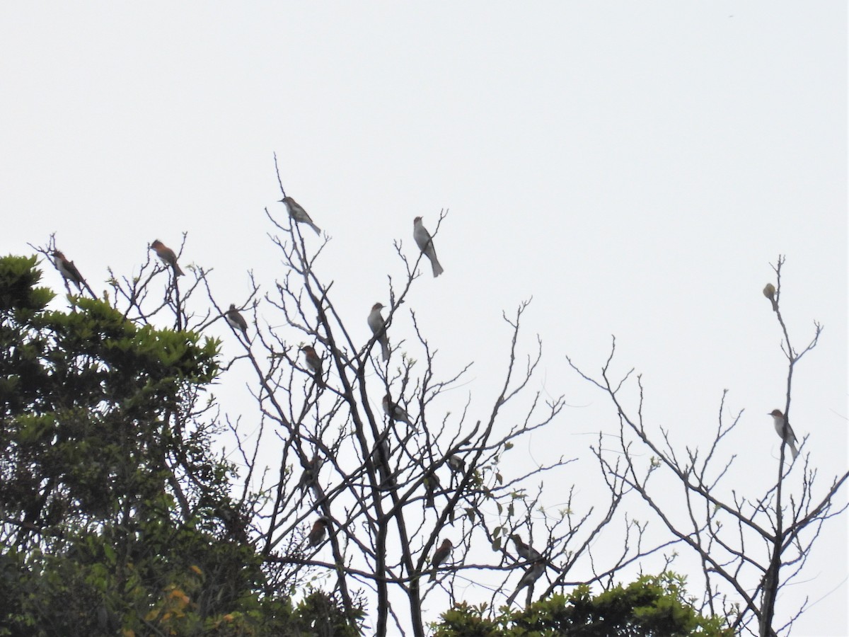 Chestnut Bulbul - ML548938181