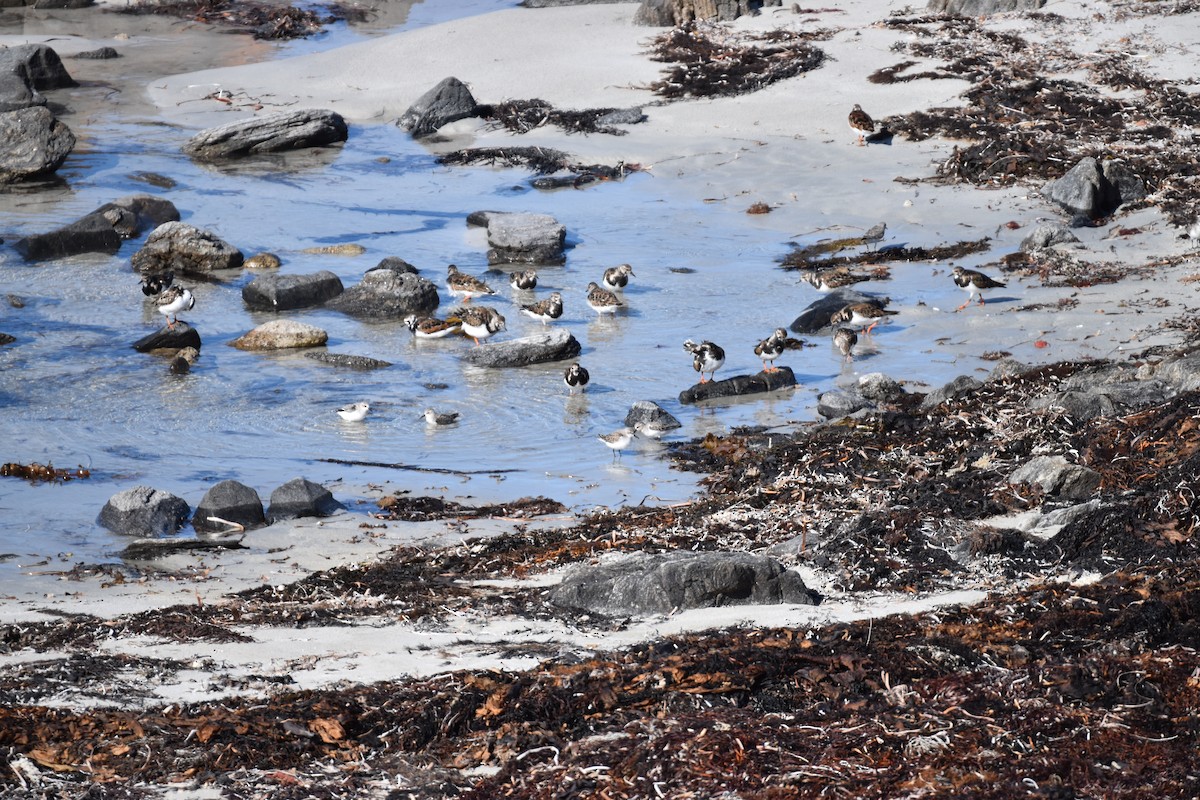 Ruddy Turnstone - ML548938691