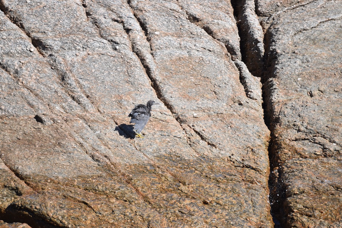 Pacific Reef-Heron - Sue W