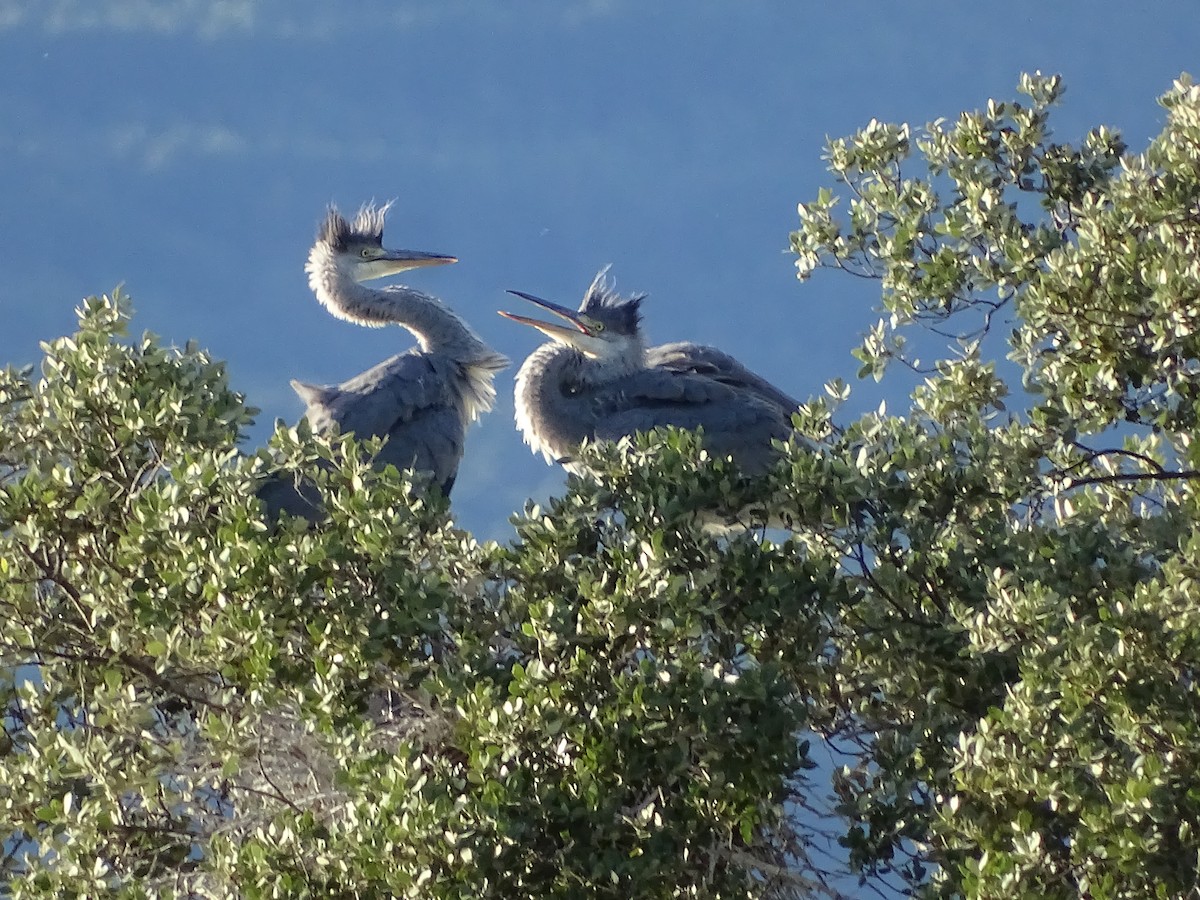 Gray Heron - ML548939141