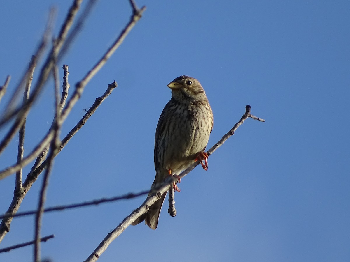 Corn Bunting - ML548939341