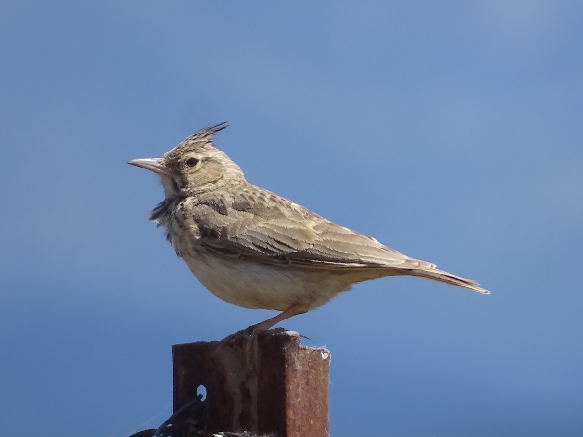 Crested Lark - ML548939431