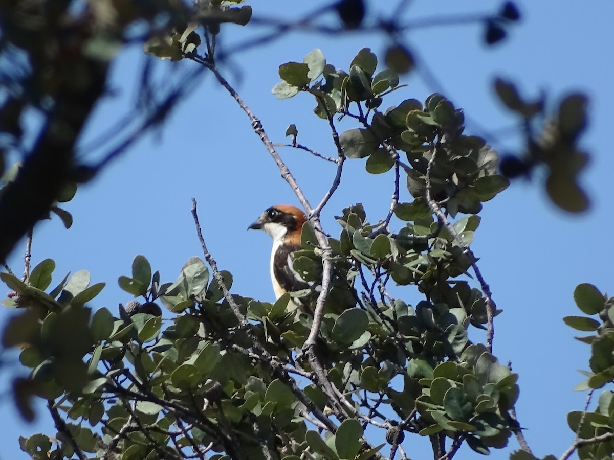 Woodchat Shrike - ML548939461