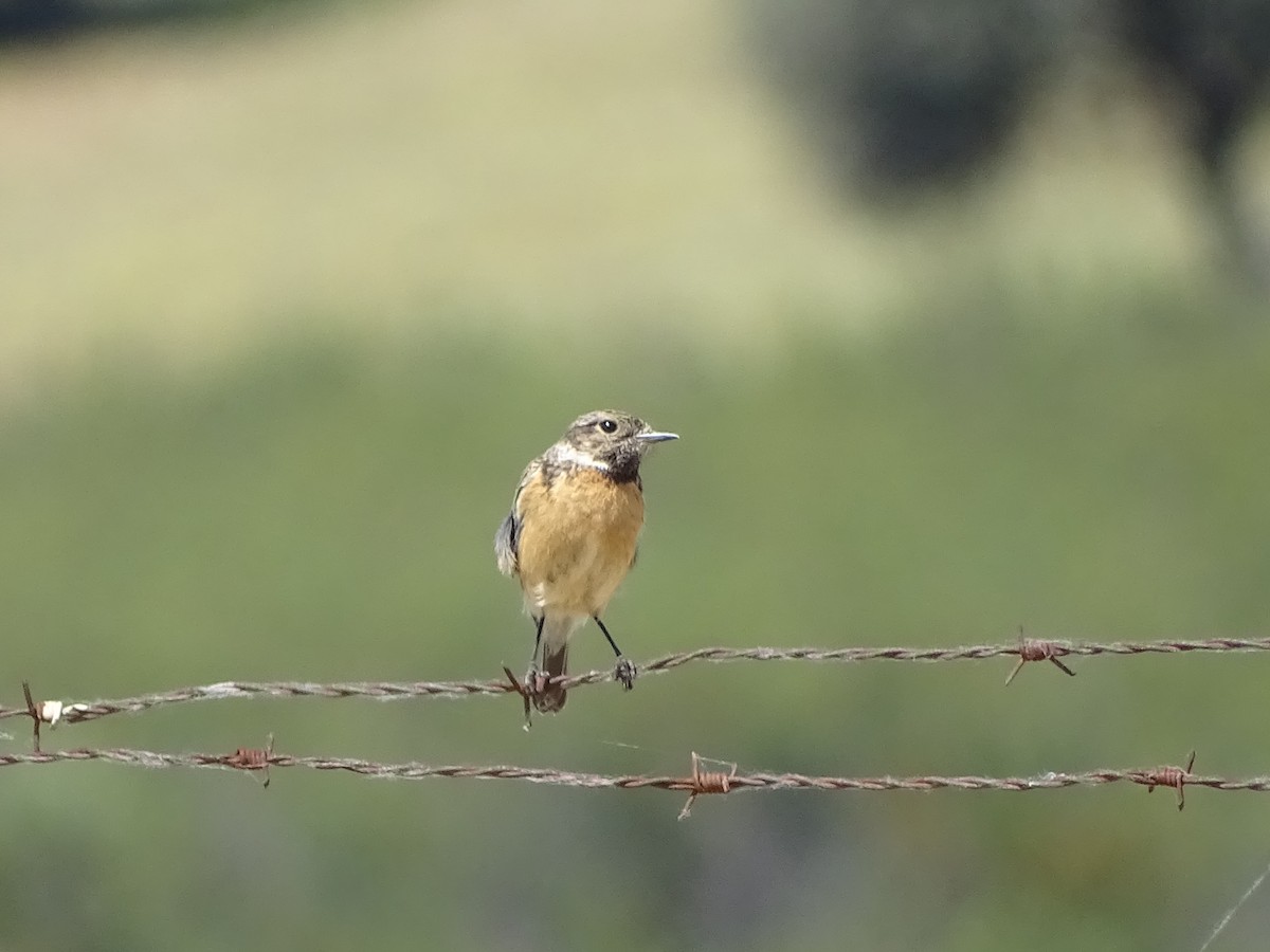 European Stonechat - ML548939591