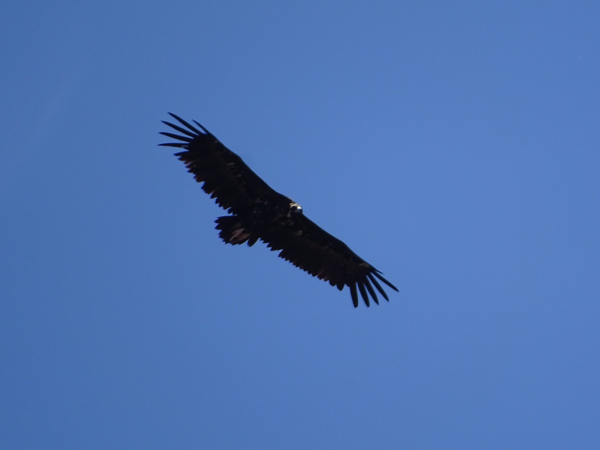Cinereous Vulture - ML548939731