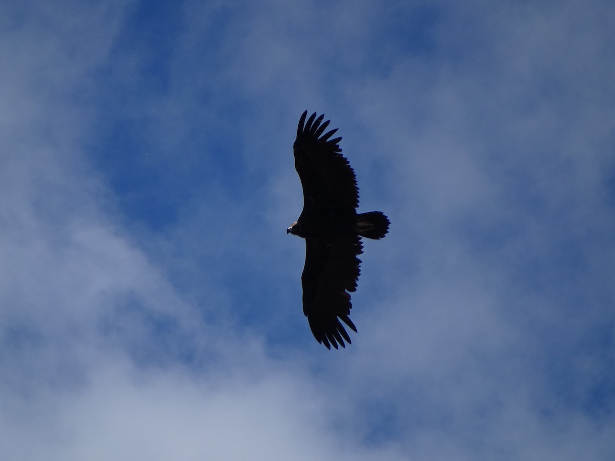 Cinereous Vulture - ML548939741