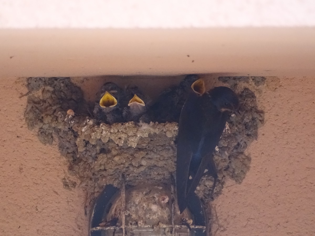 Barn Swallow - ML548940051