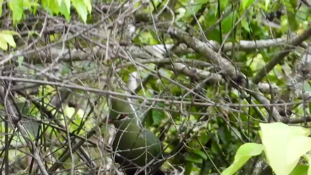 Touraco de Livingstone - ML548940201