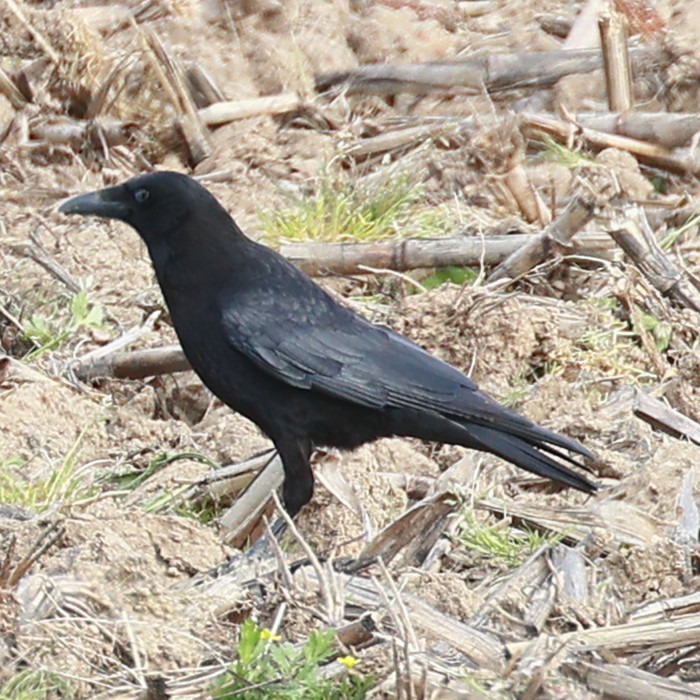 小嘴烏鴉 - ML548940261