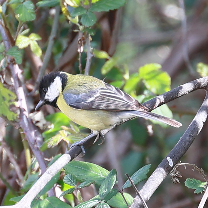 Great Tit - ML548940371