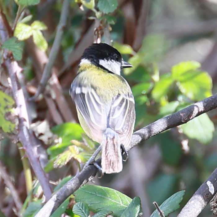 Great Tit - ML548940381