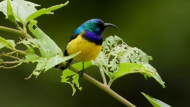 Variable Sunbird - ML548940781