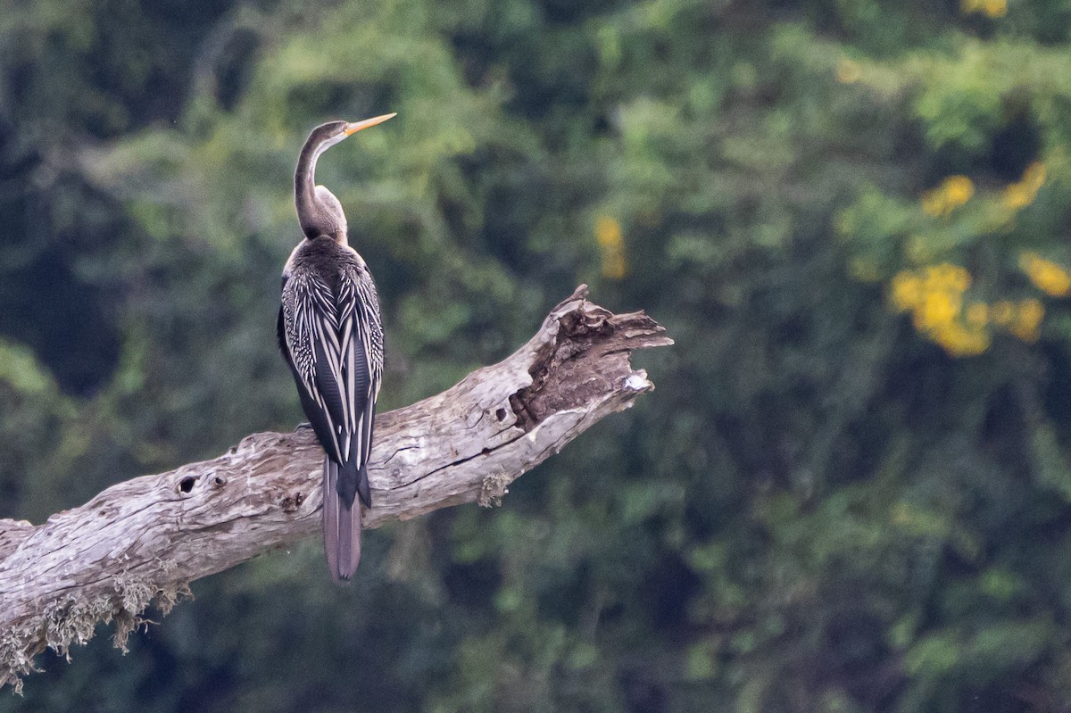 anhinga indomalajská - ML548942971