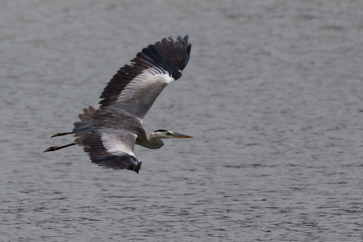 Gray Heron - ML548943261