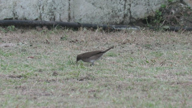 Black-billed Thrush (Amazonian) - ML548944461