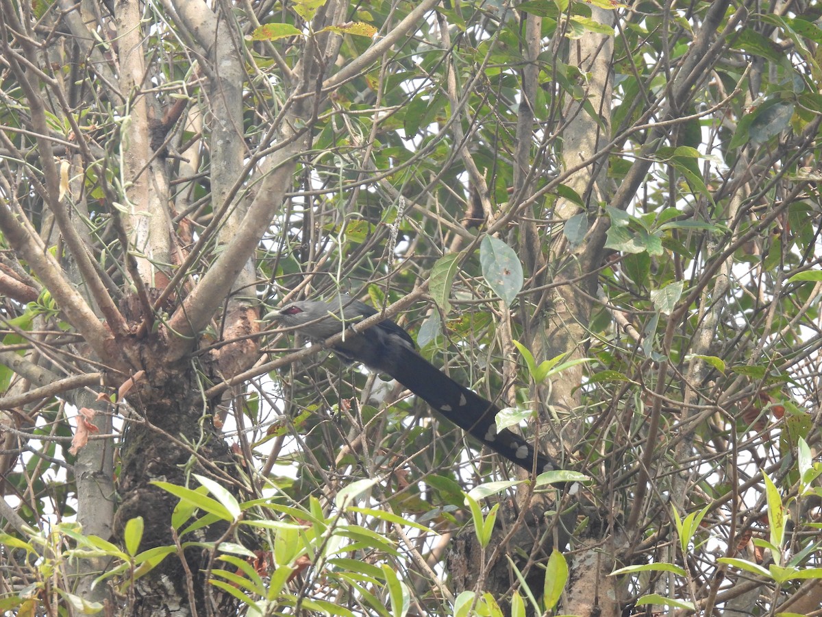 Green-billed Malkoha - ML548944651