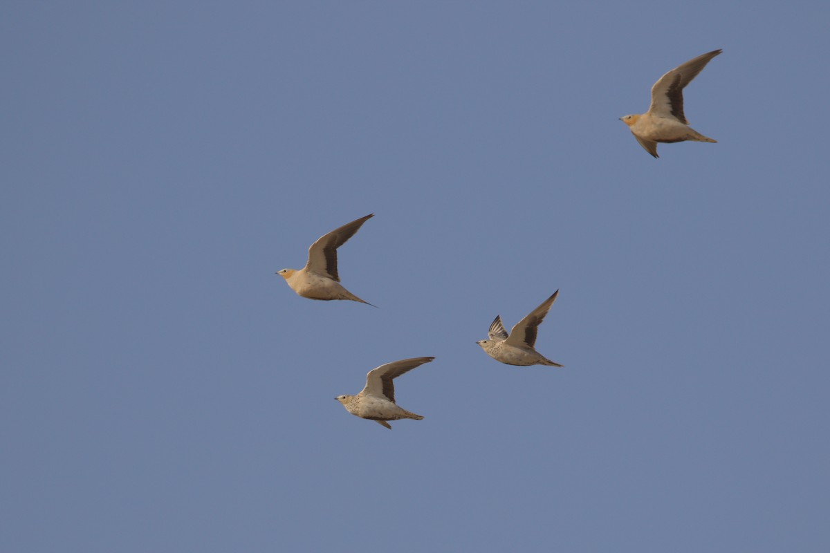 Spotted Sandgrouse - Béla Bartsch