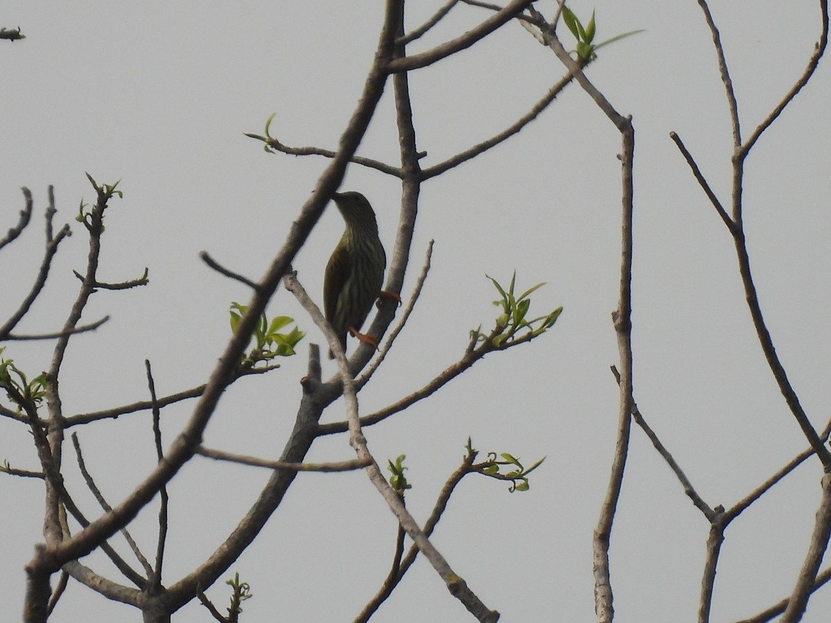 Streaked Spiderhunter - ML548945251