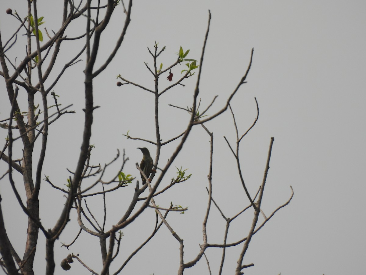 Streaked Spiderhunter - ML548945311