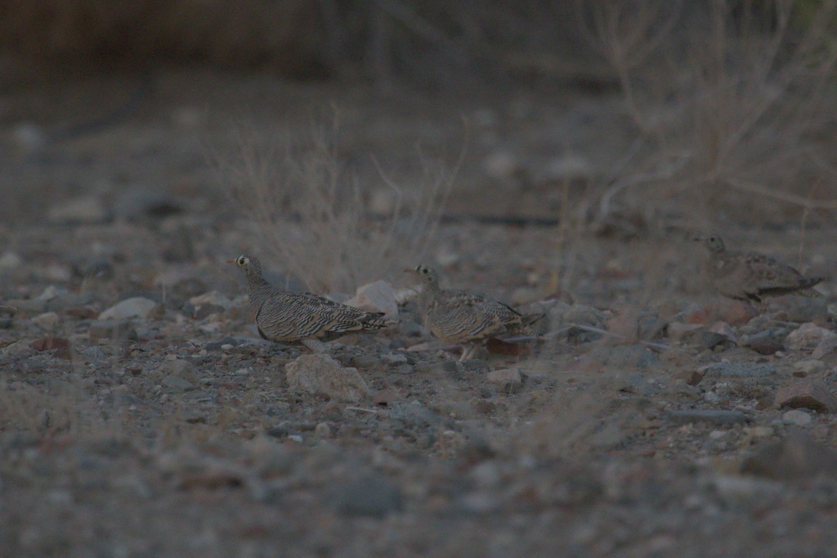 Lichtenstein's Sandgrouse - ML548946591