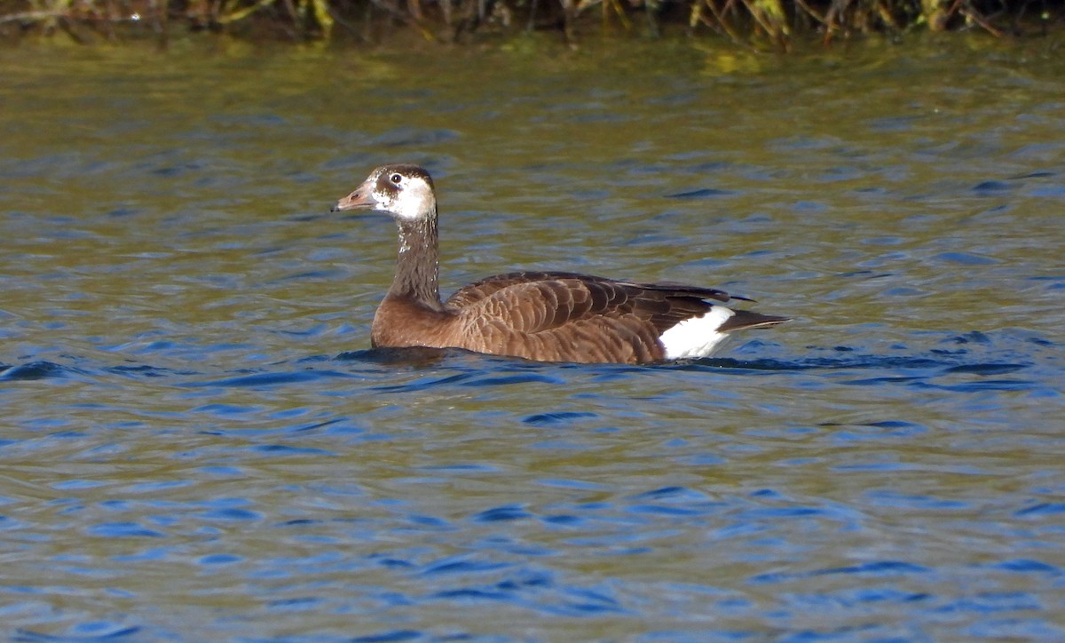 Graylag x Canada Goose (hybrid) - ML548947011