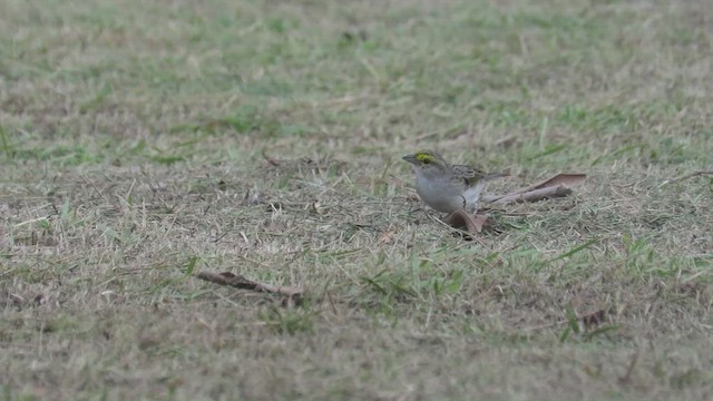 Yellow-browed Sparrow - ML548947191