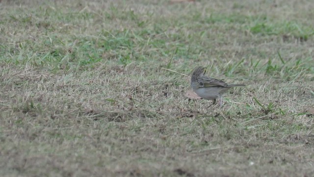 Yellow-browed Sparrow - ML548947221