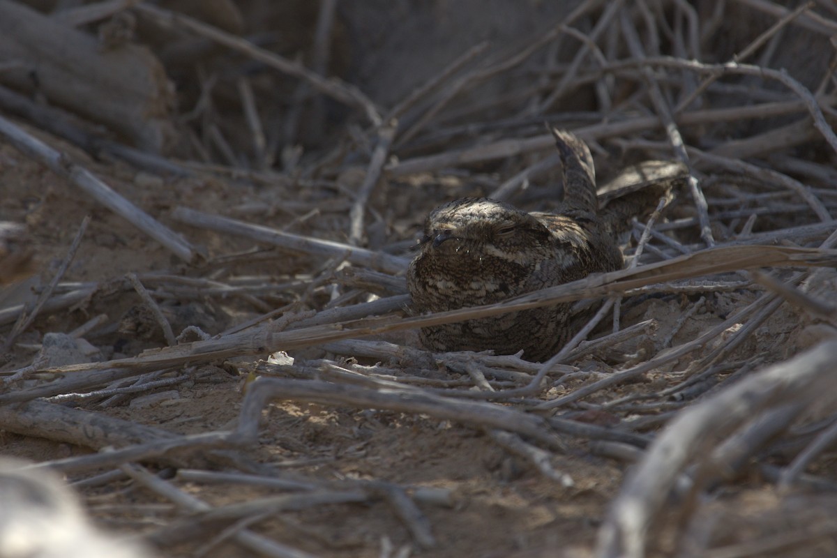 Eurasian Nightjar - ML548947611