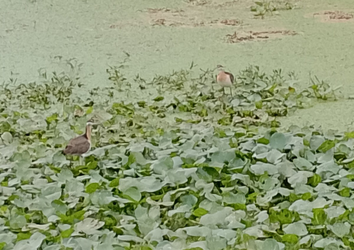 Pheasant-tailed Jacana - ML548947891