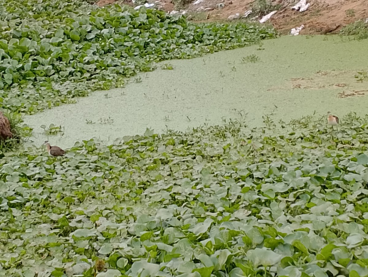 Pheasant-tailed Jacana - ML548947921