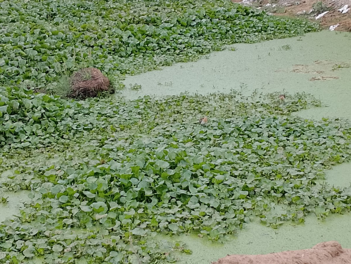 Pheasant-tailed Jacana - ML548947931