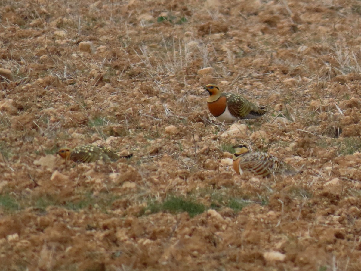 Pin-tailed Sandgrouse - ML548949001