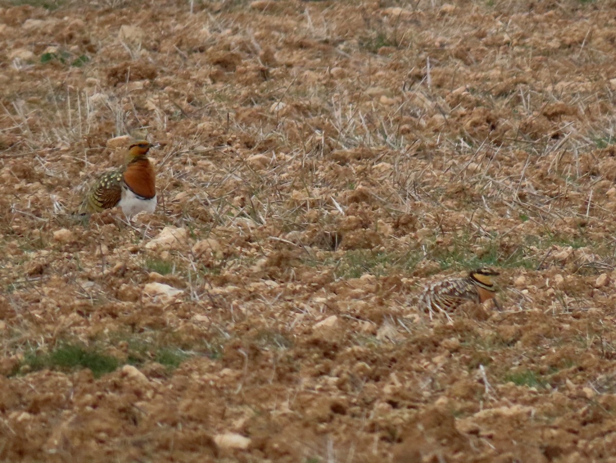 Pin-tailed Sandgrouse - ML548949011