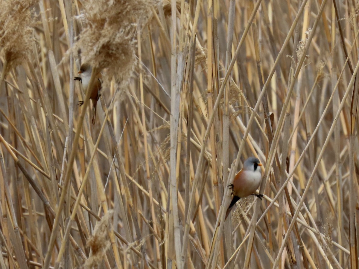 Bearded Reedling - Alberto Gasquet Orradre