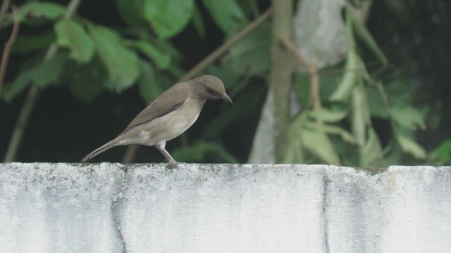 Black-billed Thrush (Amazonian) - ML548949761