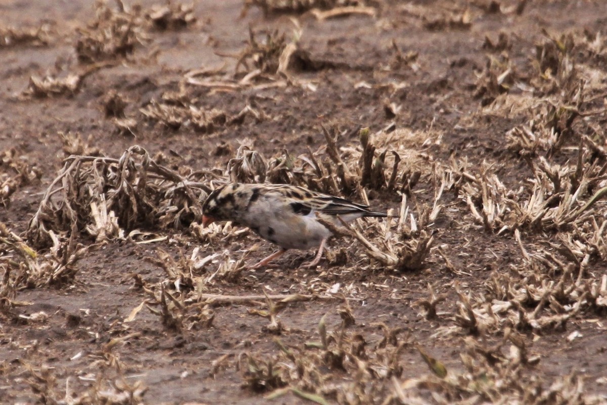 Village Indigobird - ML548950181