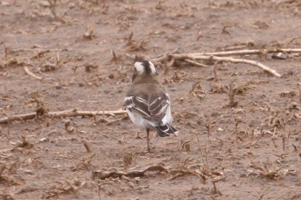 White-browed Sparrow-Weaver (White-breasted) - ML548950221