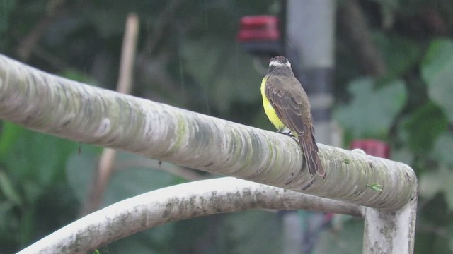 Rusty-margined Flycatcher - ML548950461