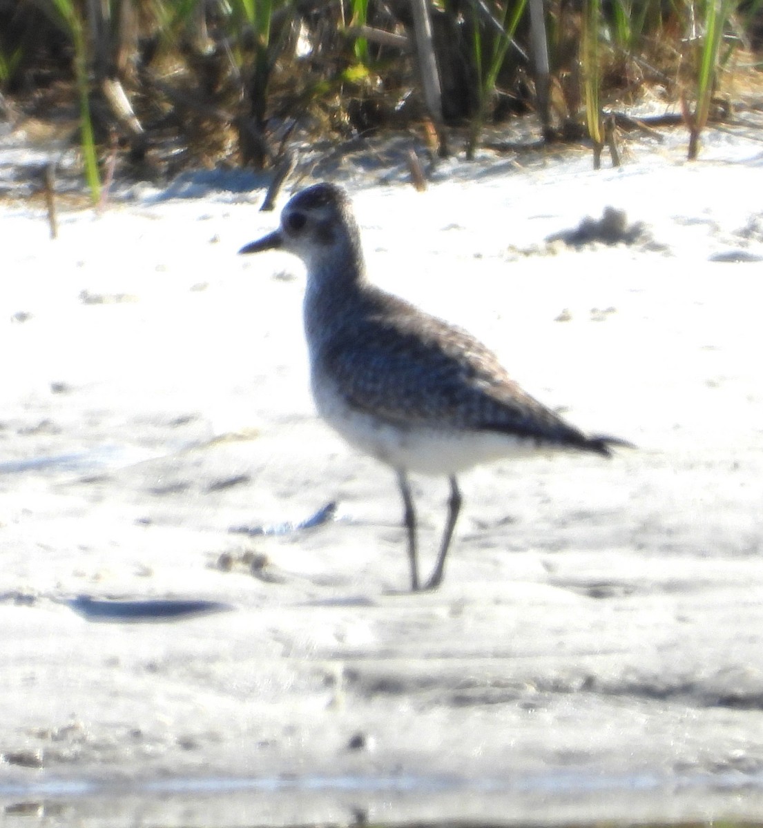 Black-bellied Plover - ML548951241