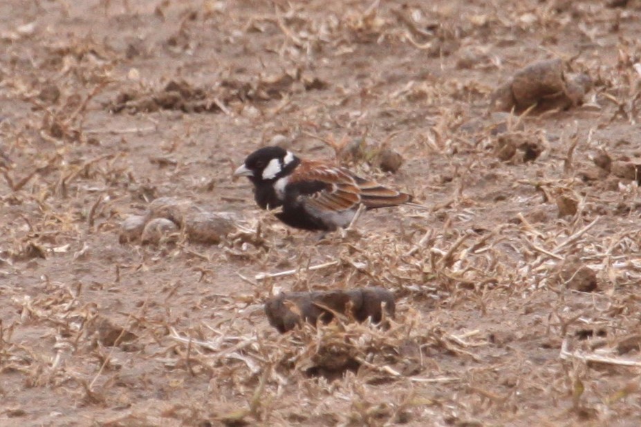 Chestnut-backed Sparrow-Lark - ML548951331