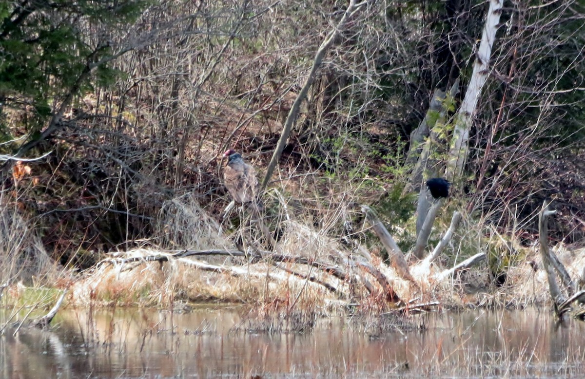 Turkey Vulture - ML54895181