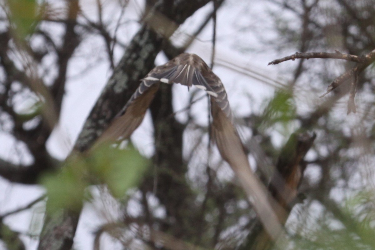 African Gray Hornbill - ML548951931