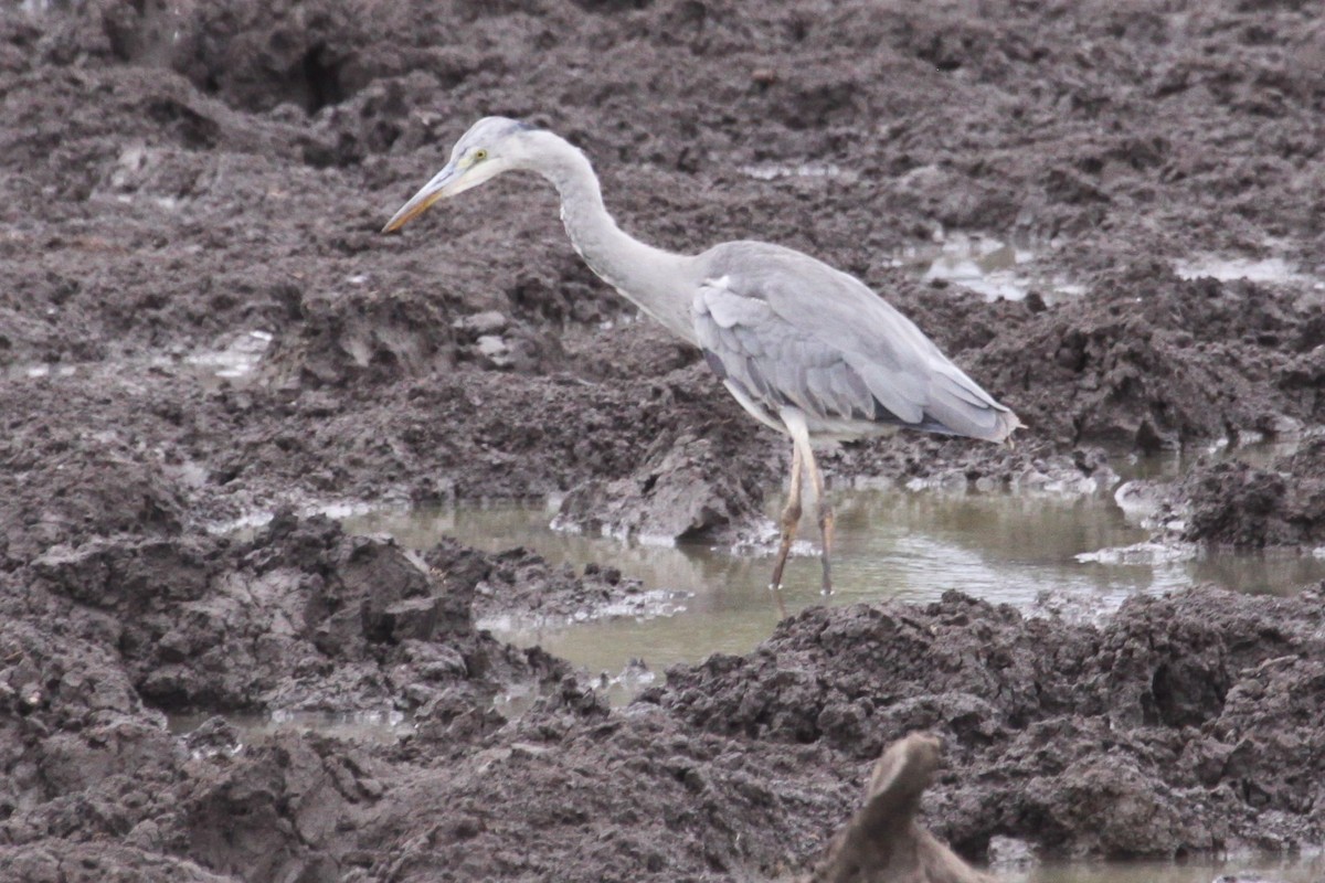 Gray Heron - ML548952241