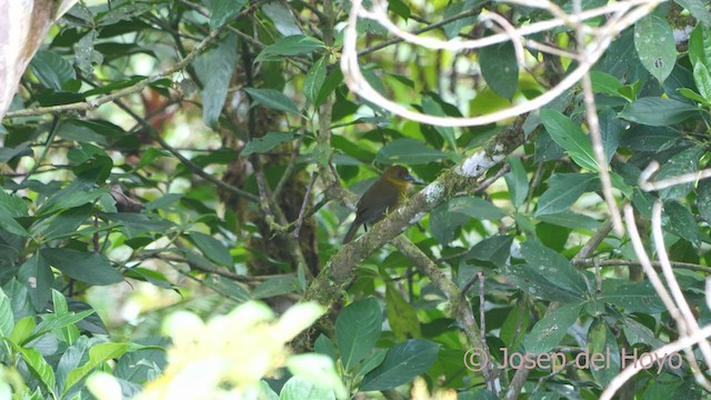 Carmiol's Tanager - ML548952271