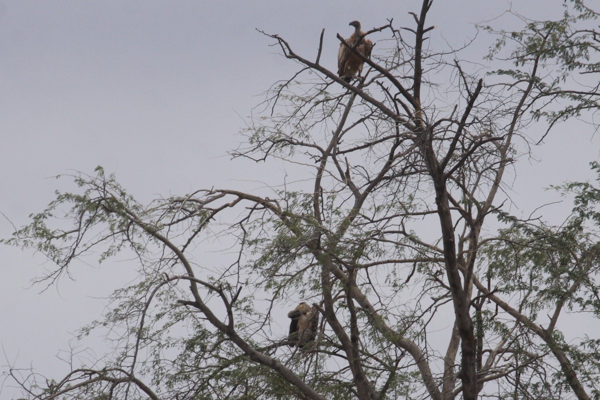 White-backed Vulture - ML548952811