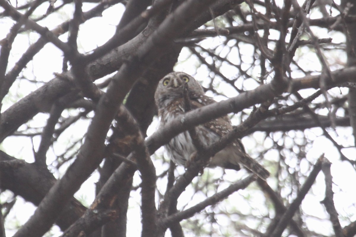 Pearl-spotted Owlet - ML548952951