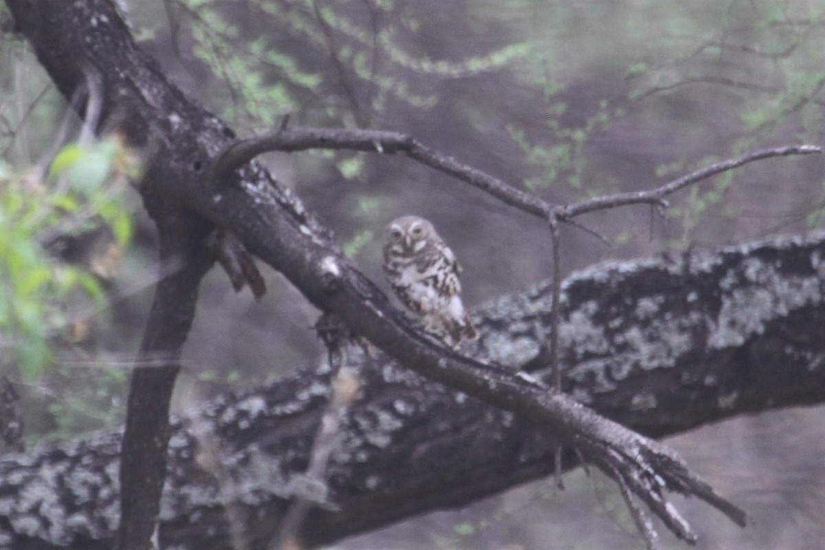 African Barred Owlet - ML548953031
