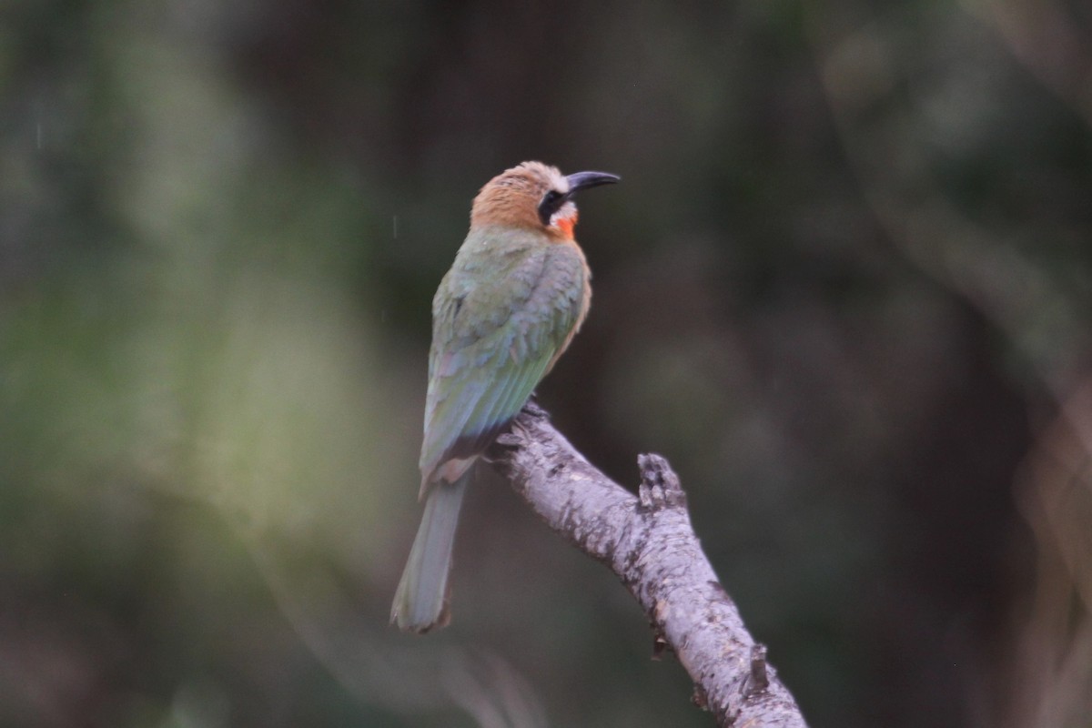 White-fronted Bee-eater - ML548953321